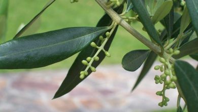 Dal gibi zayıflatan zeytin yaprağı çayı nedir, faydaları neler? Zeytin yaprağı tozu…