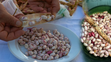 Dondurucuda barbunya nasıl saklanır? Kışlık barbunya